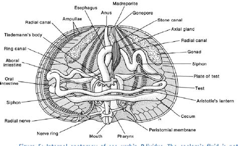 Sea Urchin External Anatomy