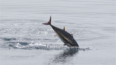 Pacific Bluefin Tuna Fishing Proposals Jeopardize Recovery Efforts • The Revelator | Bluefin ...