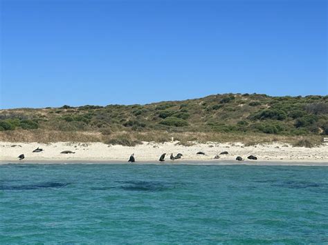 Carnac Island Eco-Tour: Explore WA's Nature Reserve