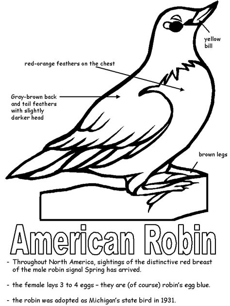 American Robin with labels