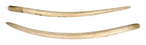 At Auction: TWO VINTAGE NATIVE ALASKAN CARVED WALRUS TUSKS.