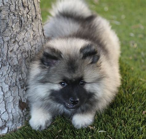 Keeshond Puppies for Sale - Available | ERBEKEES-KEESHONDEN | Keeshond ...