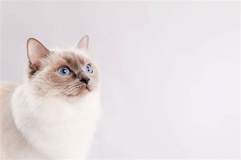 Best Ragdoll Cat Names (200+ Ideas)