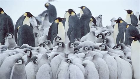 The Second Largest Emperor Penguin Colony In Antarctica Is Disappearing ...