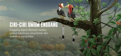 Rangkong Indonesia - Ancaman