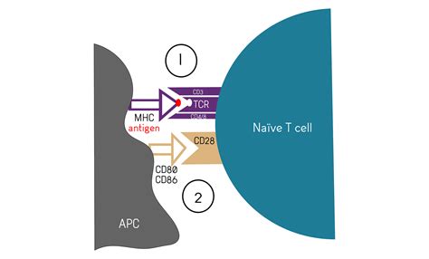 T Cell activation: Mechanisms in Vivo and In Vitro