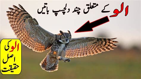 Interesting Facts about Ullu | Owl Bird Information - YouTube