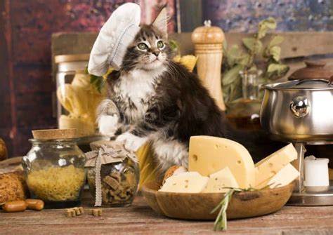 Can Cats Eat Cheese? Is It The Best Treat?