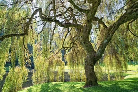 Weeping Willow Information - Learn About Caring For A Weeping Willow Tree