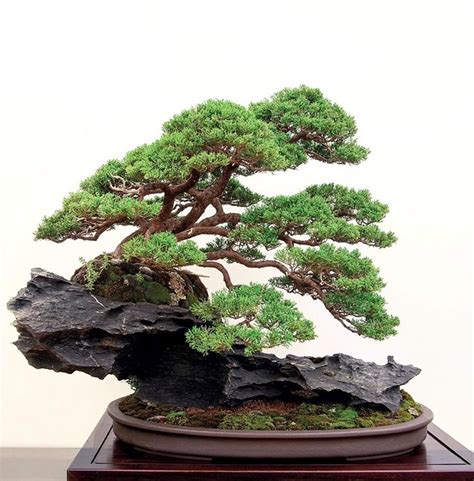 Bonsai Times 2,500 and Counting… | Bonsai tree types, Bonsai tree ...