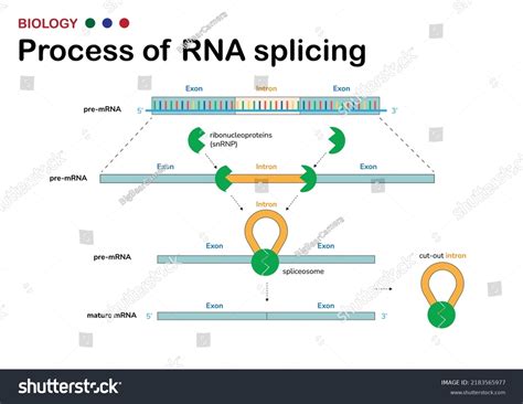 Rna Structure: Over 8,194 Royalty-Free Licensable Stock Illustrations ...