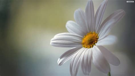 Daisy Wallpapers - Top Free Daisy Backgrounds - WallpaperAccess