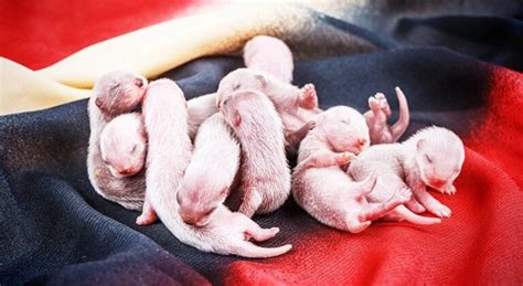 Baby Ferret Stages of Life, Facts, and Pictures!