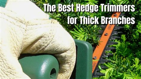 10 Best Hedge Trimmers for Thick Branches in 2021 - The Backyard Pros