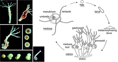 What Is A Hydra: Nutrition, Respiration, Regeneration - FarmPally.com