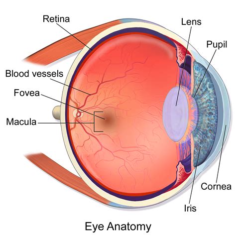 Eye - Anatomy, Functions, Diseases, Diagnosis, Tips For Good Eye Sight – LeoGenic Healthcare Pvt Ltd