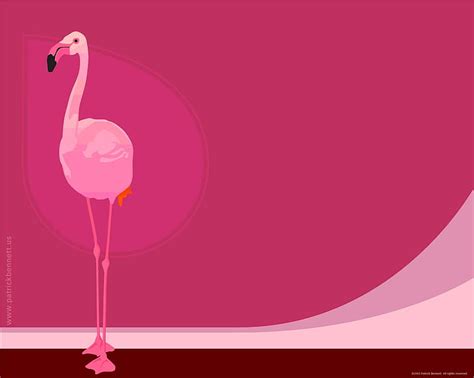 HD wallpaper: flamingo | Wallpaper Flare