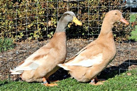 Buff Ducklings | Types of ducks, Buff orpington chickens, Duck breeds