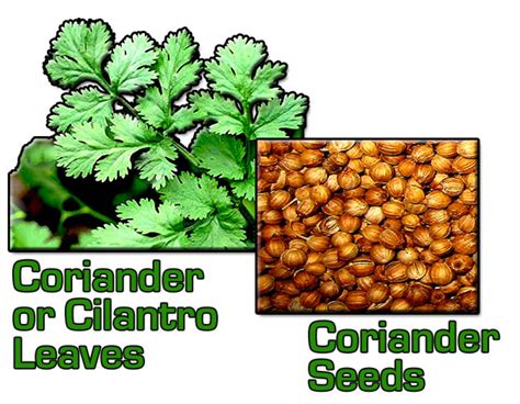 Coriander Vs Parsley