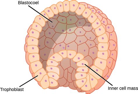 Fertilization and Early Embryonic Development | OpenStax Biology 2e