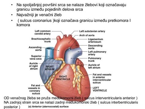 Anatomija srca