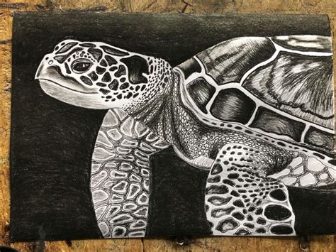 Tortoise Pencil sketch / black & white | Sketches, Pencil sketch, Drawings