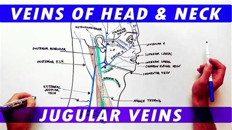 Anatomy Tutorial - Veins of the Head and Neck - YouTube