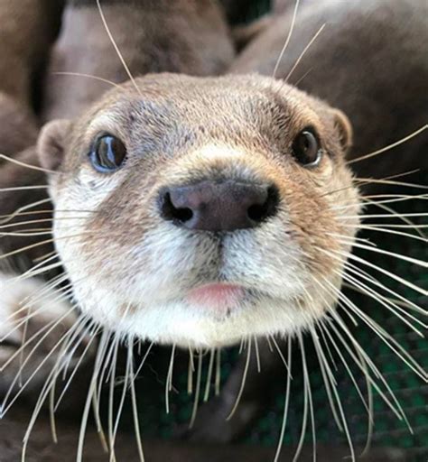 Baby Otters For Sale Ohio - Babbiestow