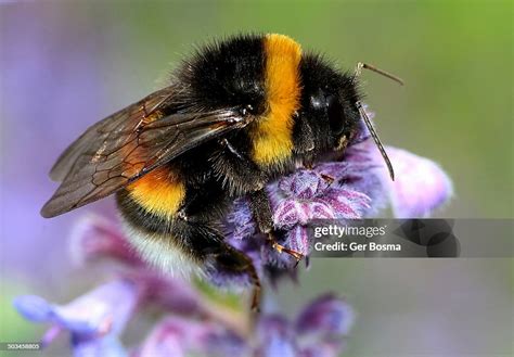 Bufftailed Bumblebee High-Res Stock Photo - Getty Images