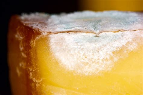 Mouldy cheese stock photo. Image of substance, closeup - 14224128