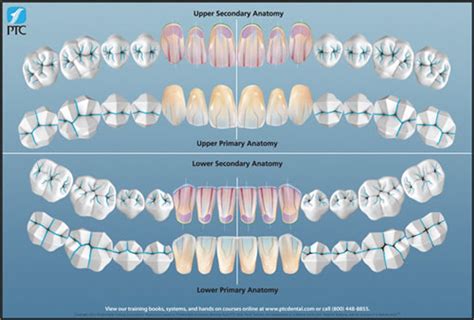 Posterior Anterior Teeth