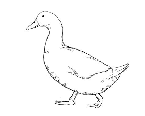 How To Draw A Duck - Draw Central | Duck drawing, Animal drawings, Bird drawings