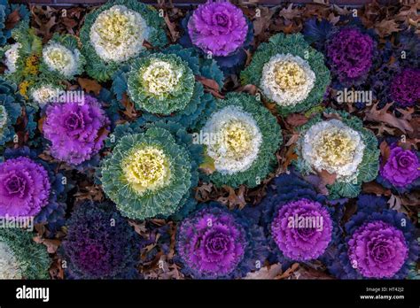 Ornamental kale white background hi-res stock photography and images ...