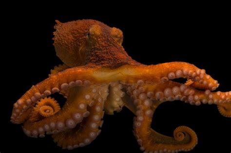 Related image | Giant pacific octopus, Octopus, Alaska sealife center