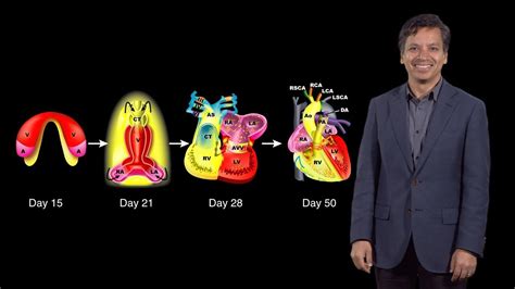 Bench to Bedside: A Change of Heart, pt.1 - Embryonic Heart Development ...