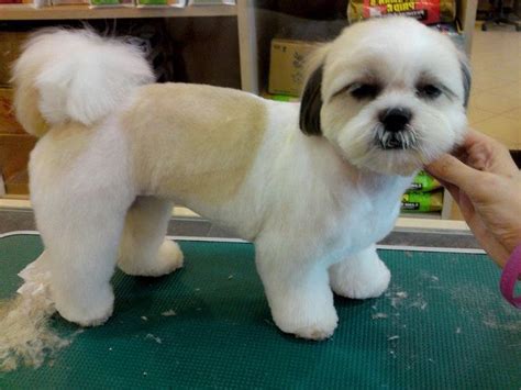 Dog grooming teddy bear cut photo