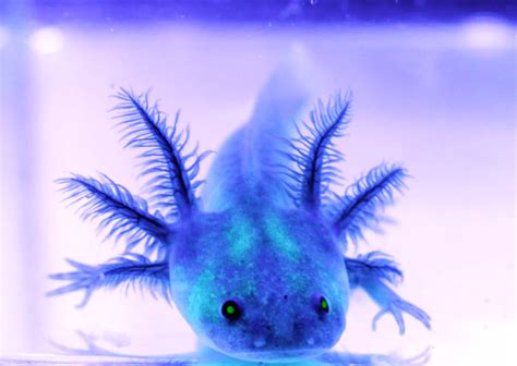 Black Melanoid Axolotl Complete Care Guide