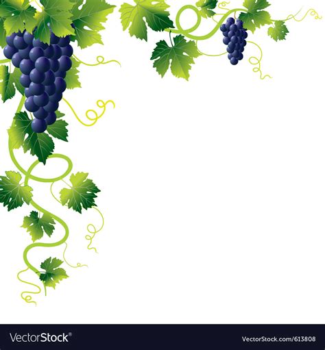 Grape vines Royalty Free Vector Image - VectorStock