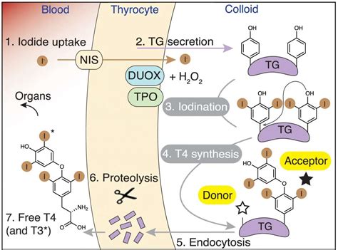 Slovene, German & UK Researchers Reveal Complete Structure of Human Thyroglobulin