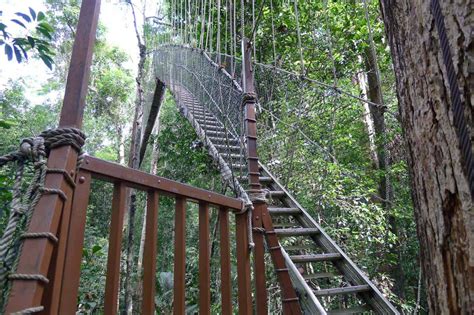 canopy walkway - taman negara | Taman Negara Travel