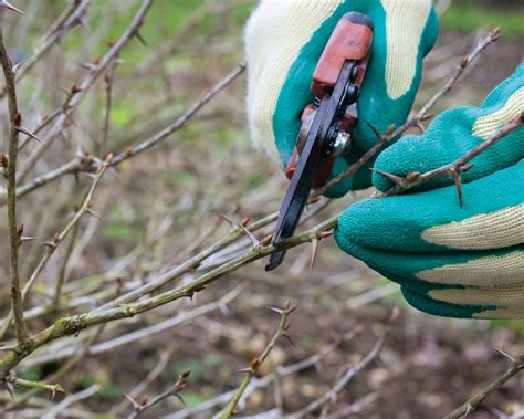 How to do gooseberry pruning for a big harvest | Gardeningetc