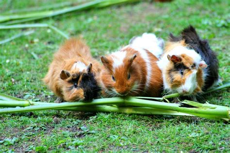 What companionship do my guinea pigs need? – RSPCA Knowledgebase