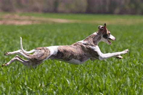 Top 10 Fastest Dog Breeds on Earth | Pet Friendly House