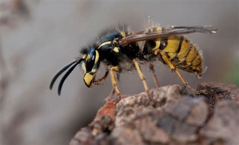 Paper Wasp Queen Identification