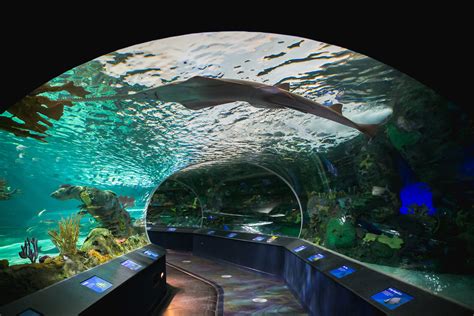 Ripley's Aquarium of Canada Reviews | U.S. News Travel