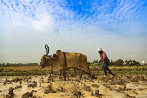 New Findings Show How Climate Change Is Influencing India’s Farmer ...