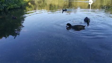 Coots feeding their Cootlings. - YouTube