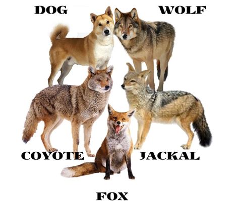 Difference Between Dog, Wolf, Jackal, Coyote and Fox | Wild dogs, Wolf ...