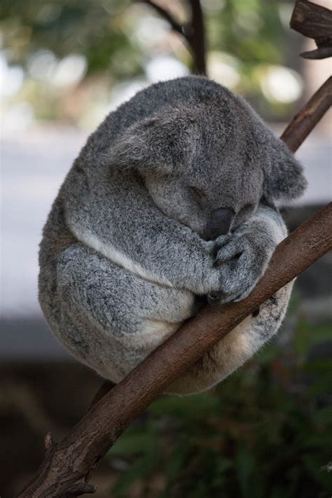 Free stock photo of cute, koala, sleeping