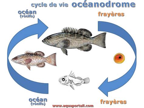 Océanodrome : définition et explications